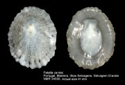 Patella candei